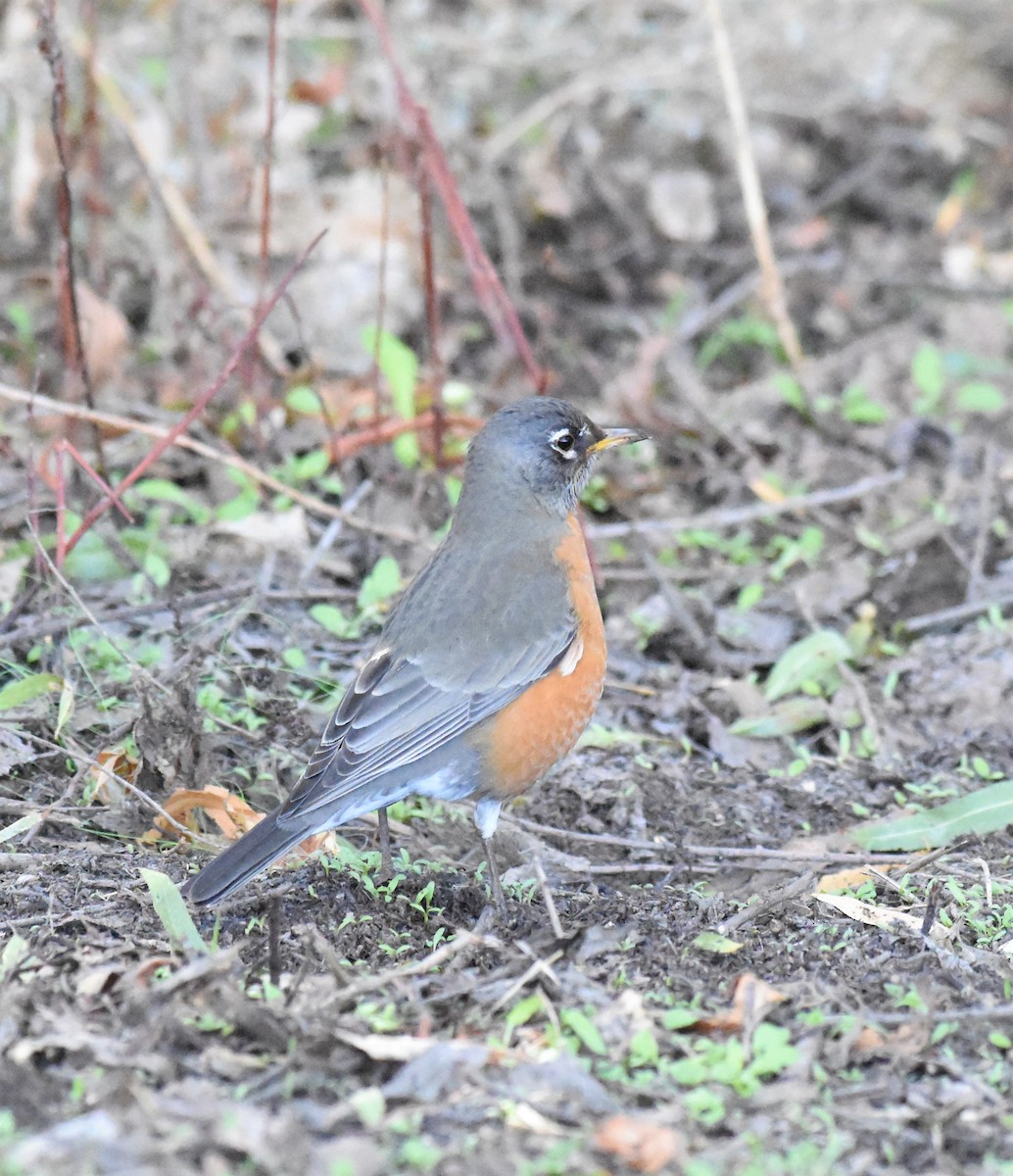 American Robin - ML283049861