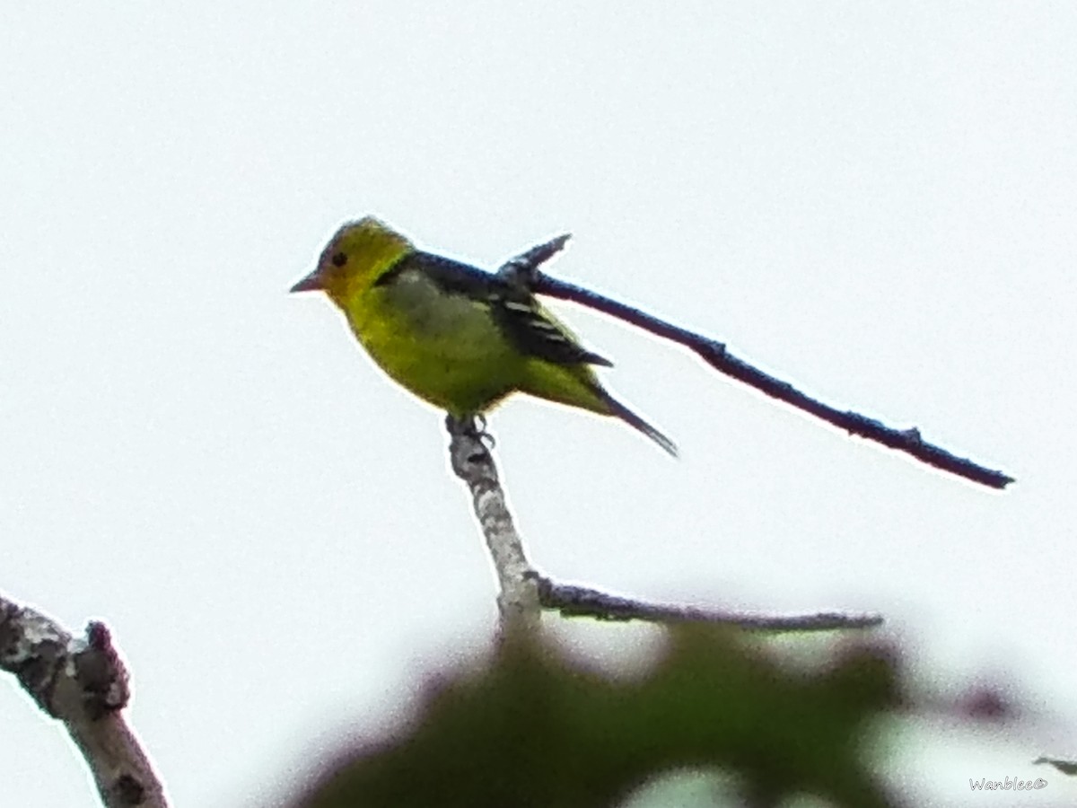 Western Tanager - Christophe Lecocq