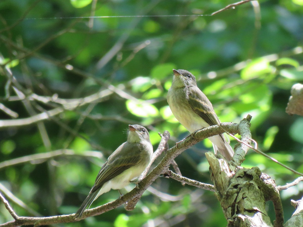 Eastern Phoebe - ML28305501