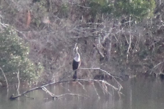 Anhinga - ML283058281