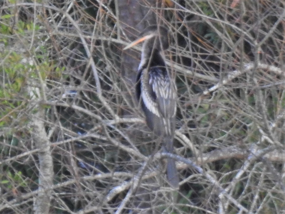 Anhinga - ML283058381