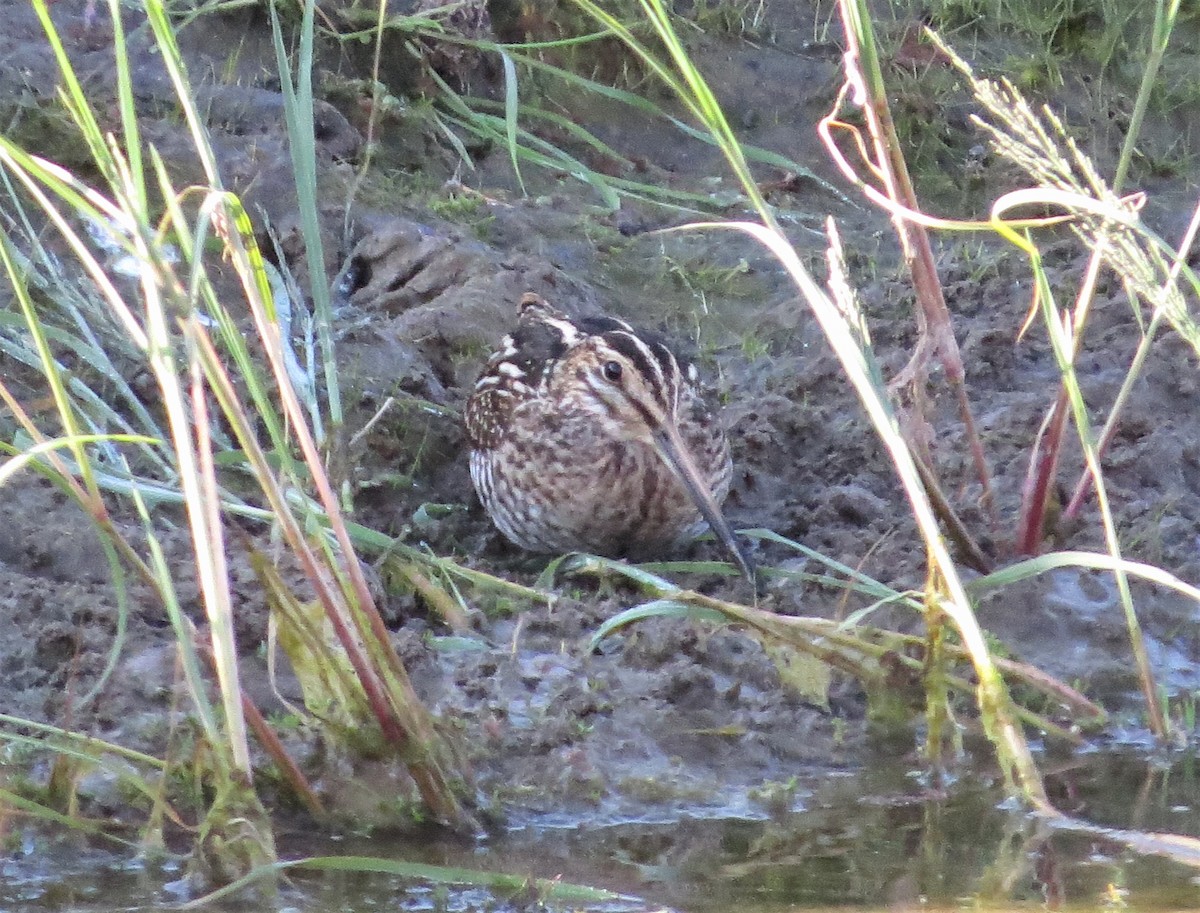 Wilson's Snipe - ML283060151
