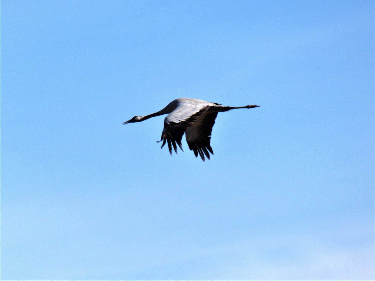 Grulla Común - ML283060821