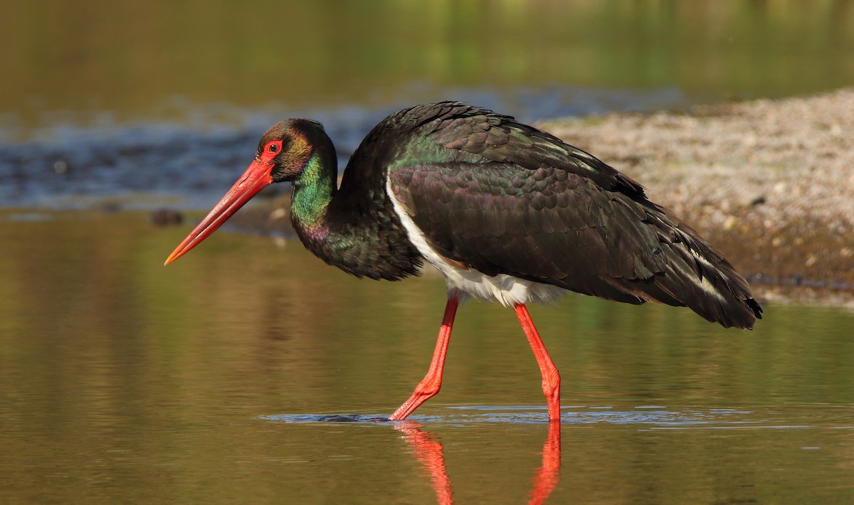 Black Stork - Thanasis Tsafonis