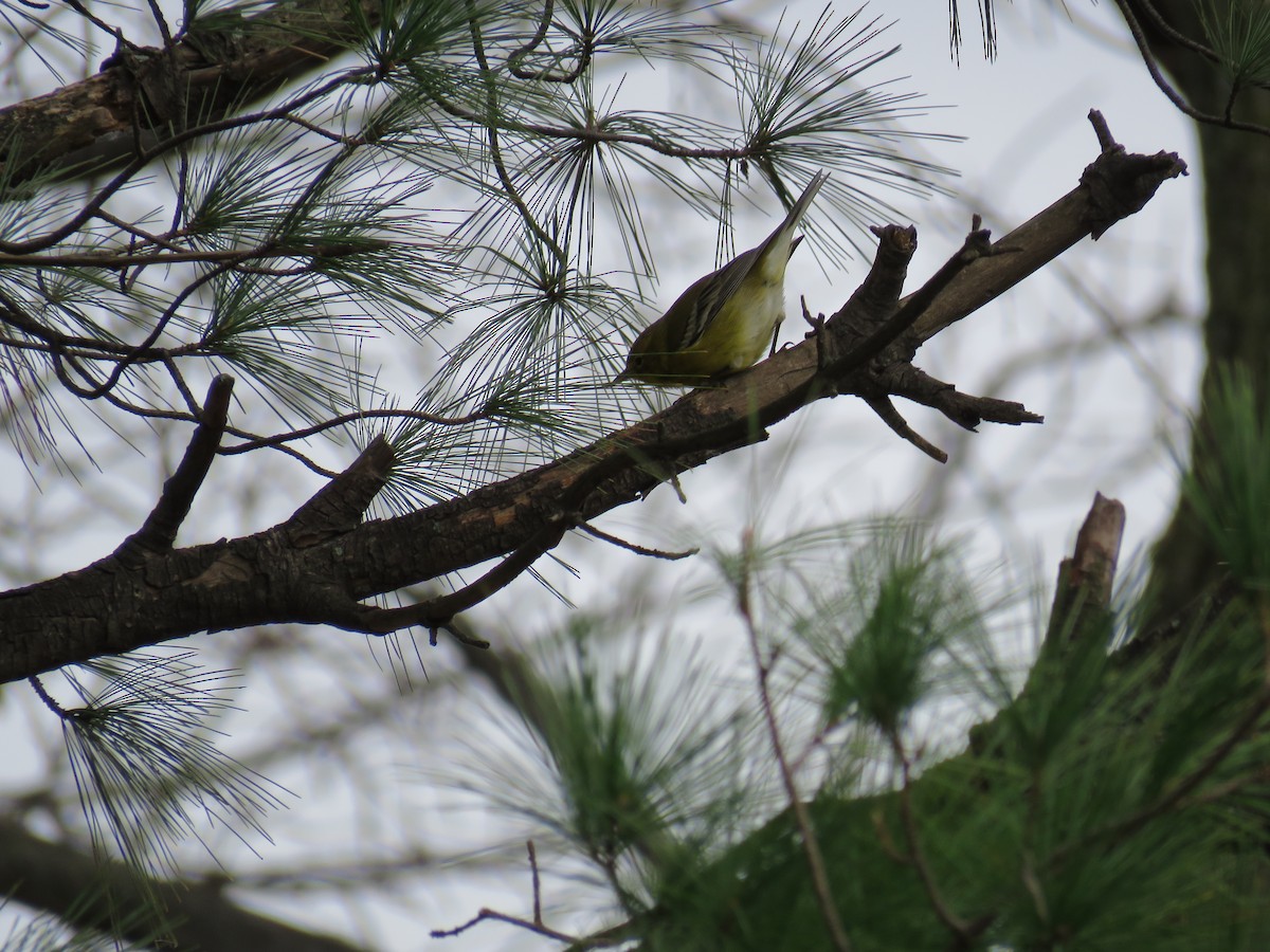 Pine Warbler - ML283063451