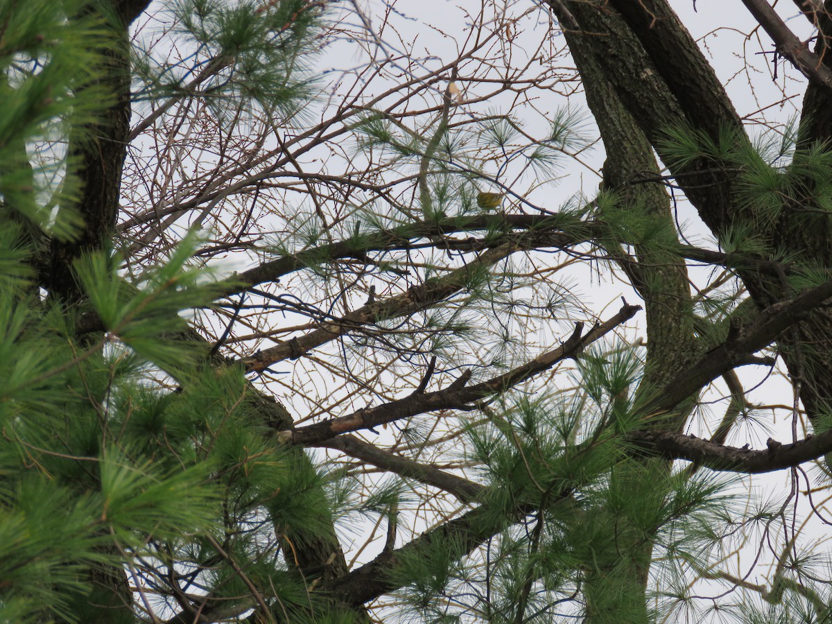 Pine Warbler - ML283063461