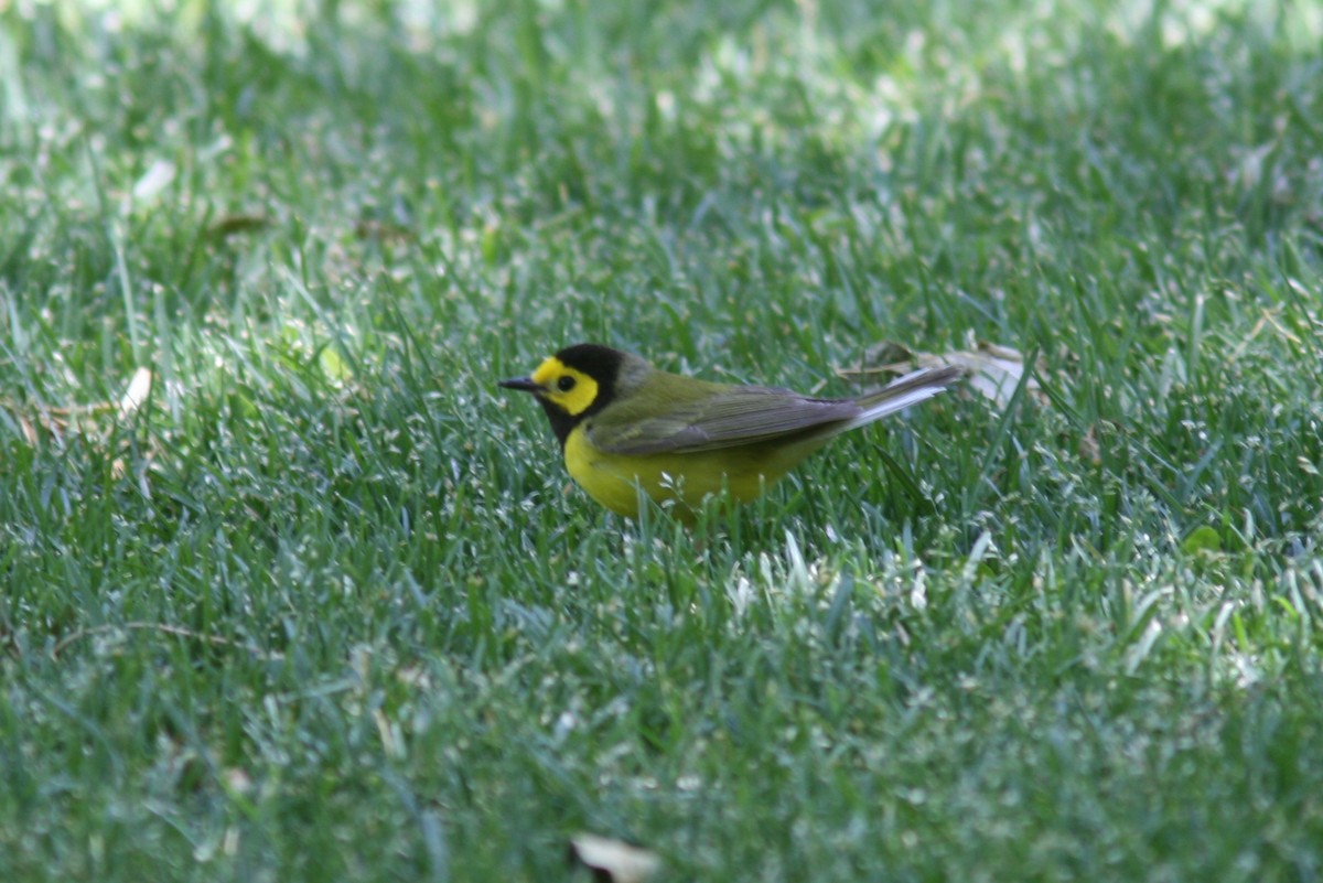 Hooded Warbler - ML283064241