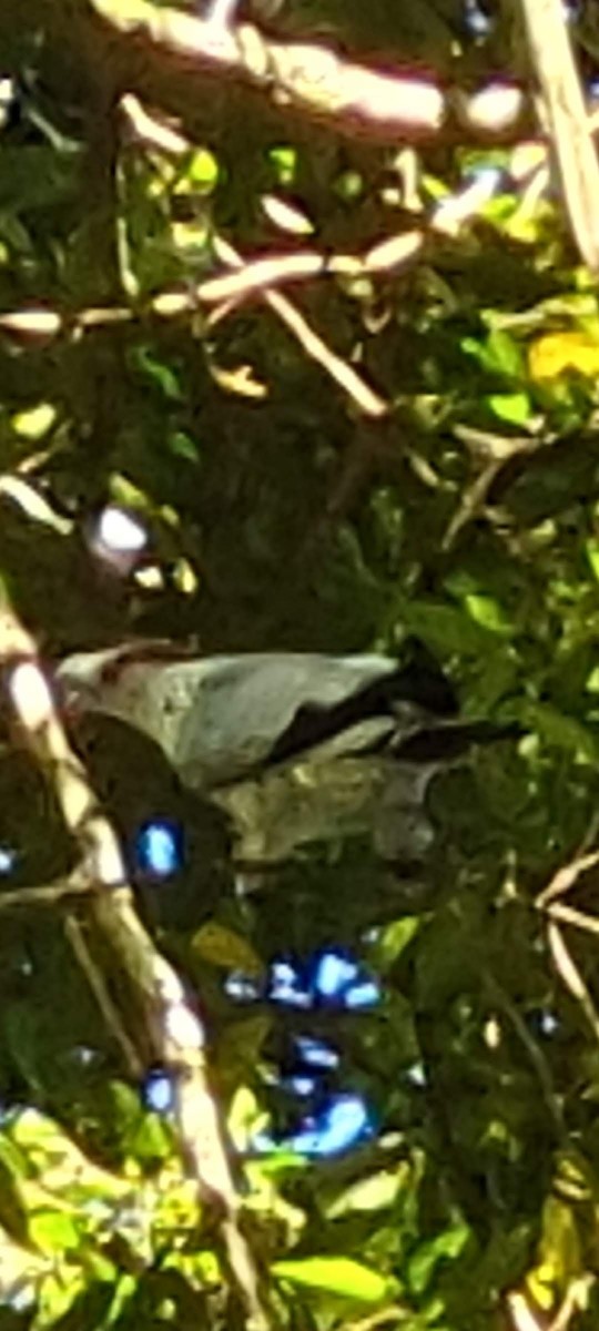 Topknot Pigeon - Corneels de Waard