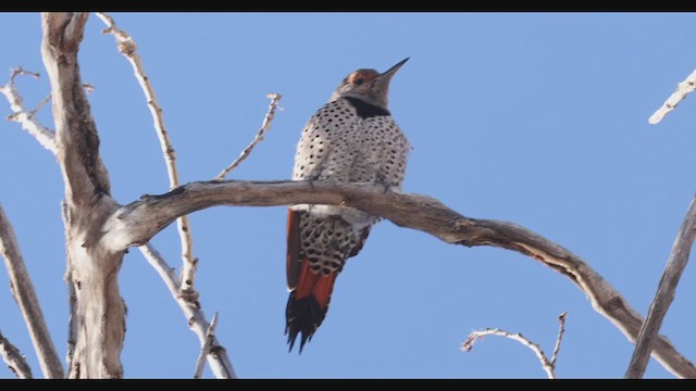 Northern Flicker (Red-shafted) - ML283065001