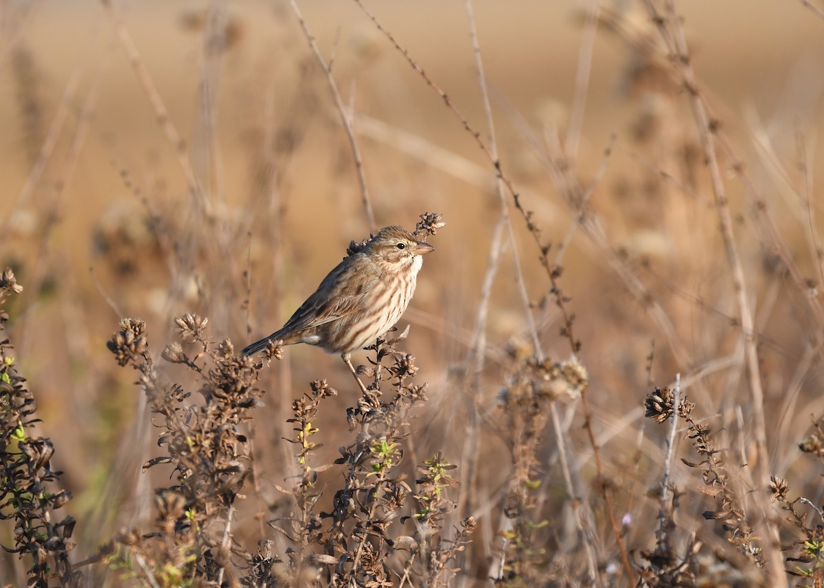 Savannah Sparrow (Large-billed) - ML283065451