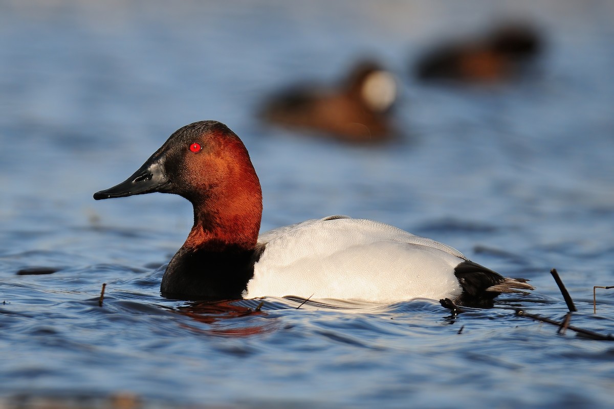 Canvasback - ML283066111