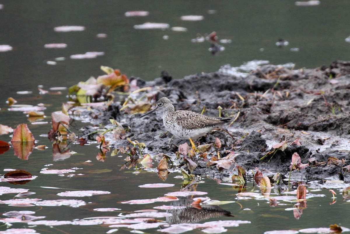 Greater Yellowlegs - ML28306891