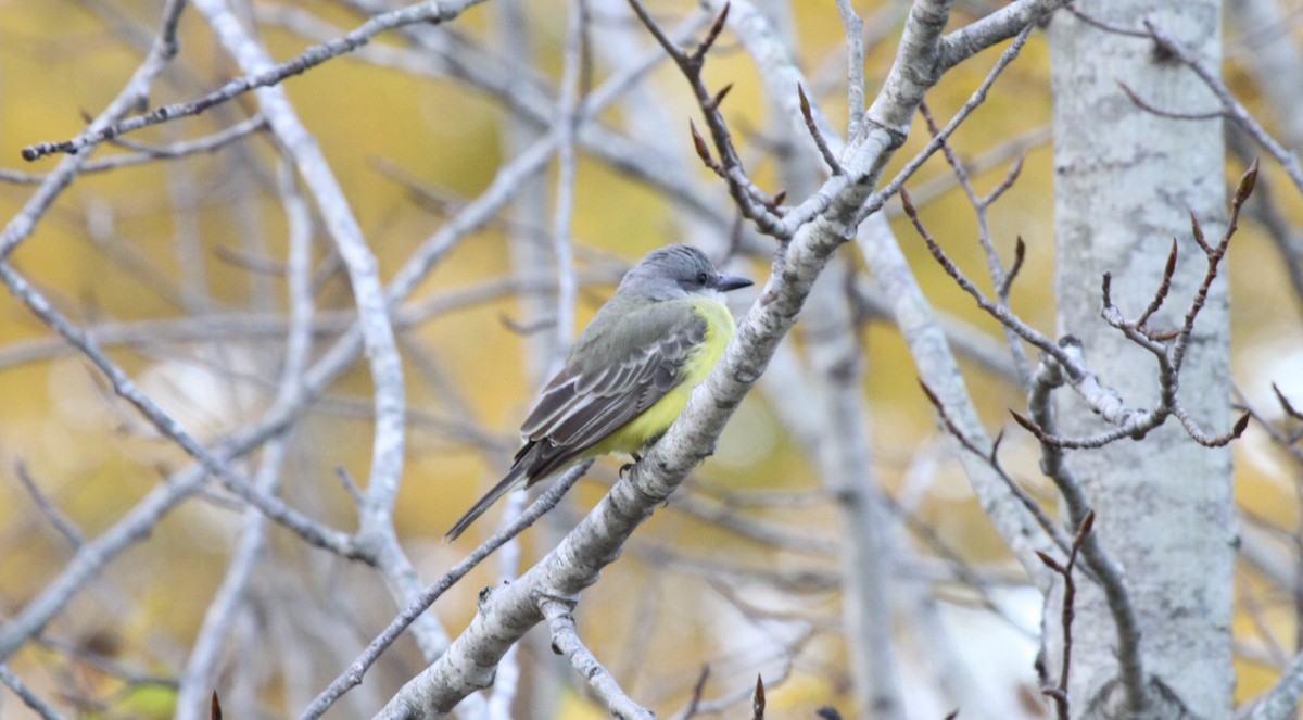Tropical Kingbird - ML283071921
