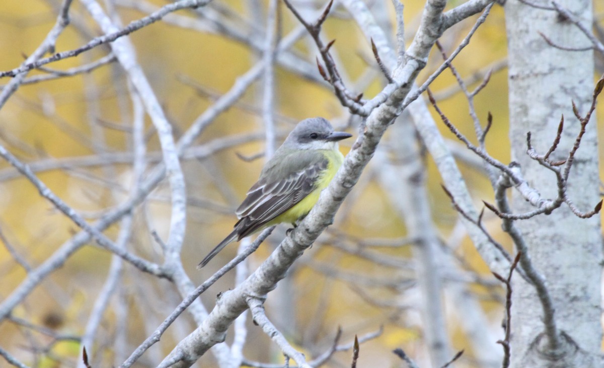 Tropical Kingbird - ML283071951