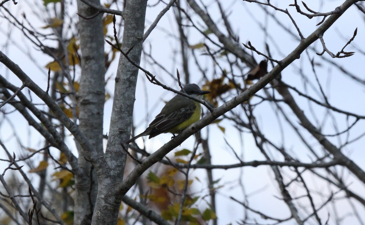 Tropical Kingbird - ML283072041