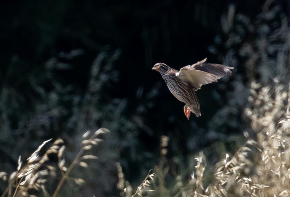 Stubble Quail - shorty w