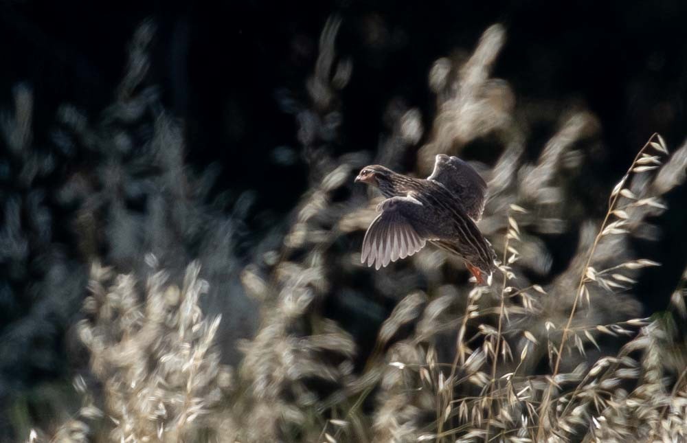 Stubble Quail - ML283073791