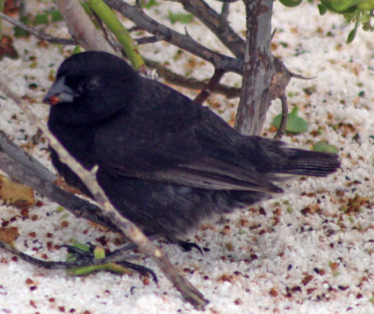 Small Ground-Finch - ML283073861