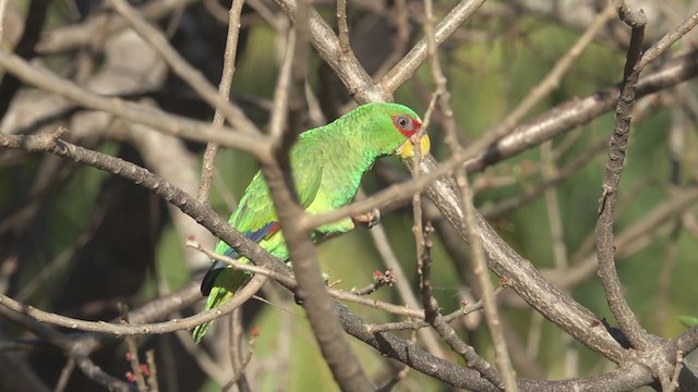 White-fronted Amazon - ML283074681