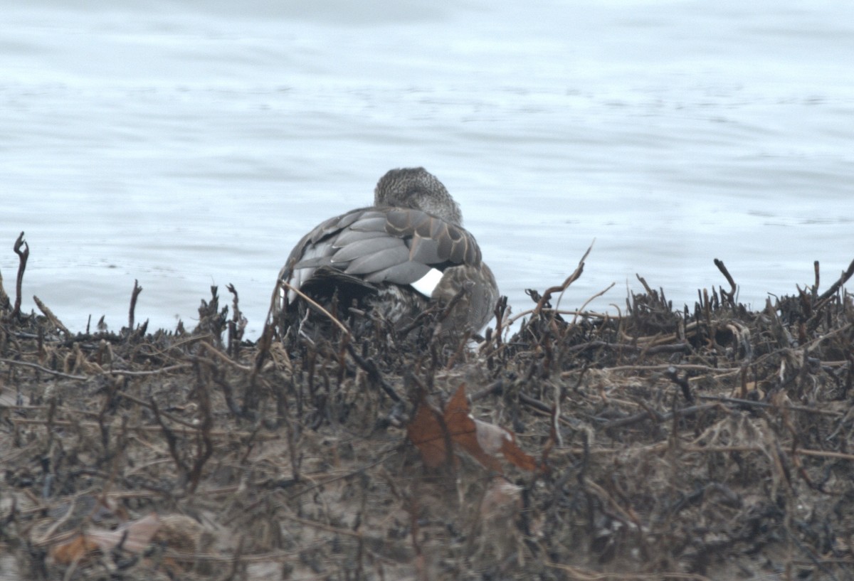 Gadwall - David Antieau