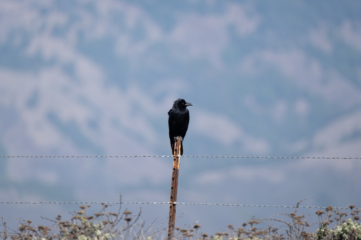 American Crow - ML283075201