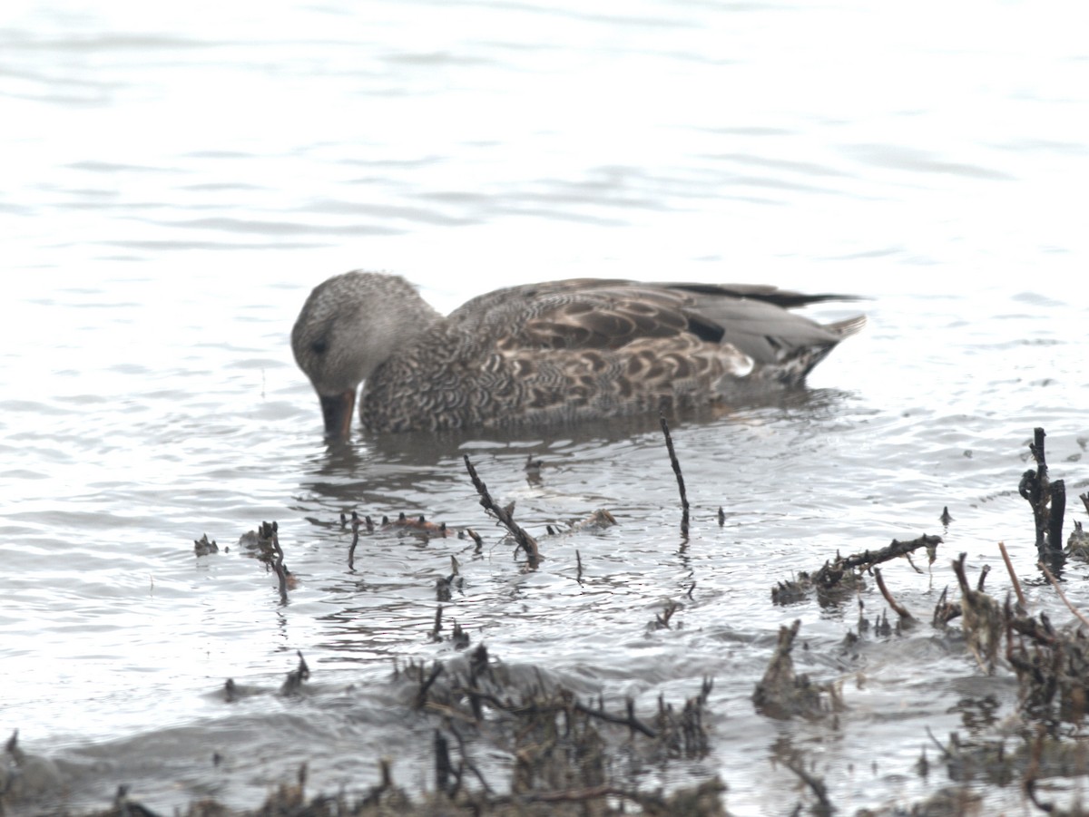 Gadwall - David Antieau