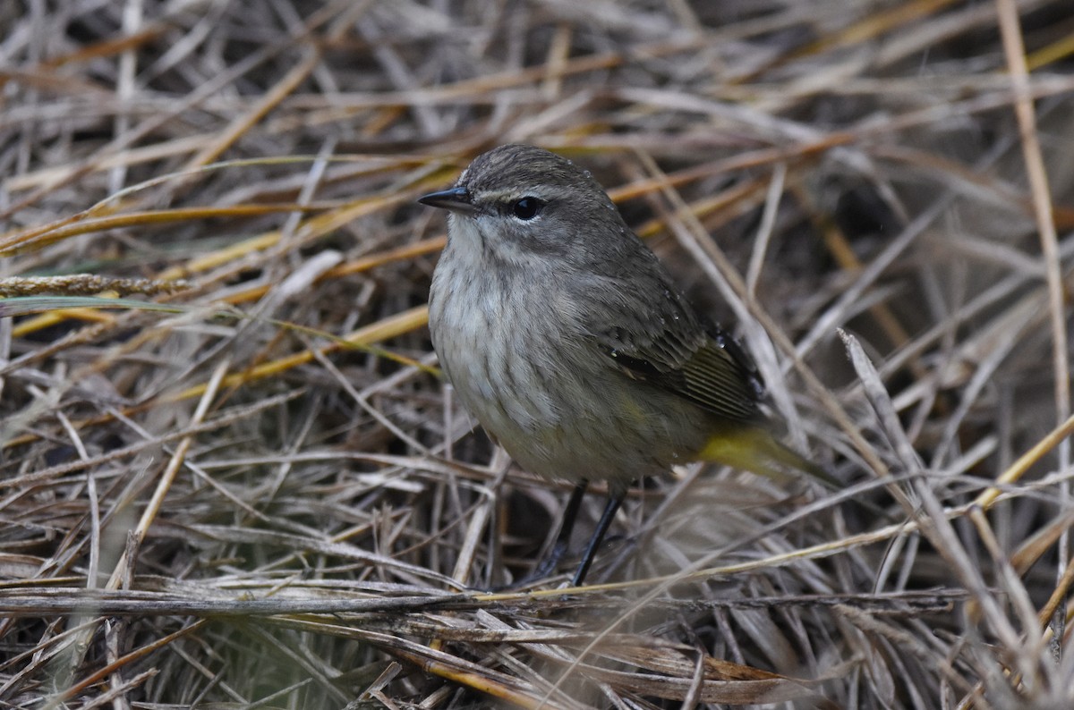 Palm Warbler - ML283078051