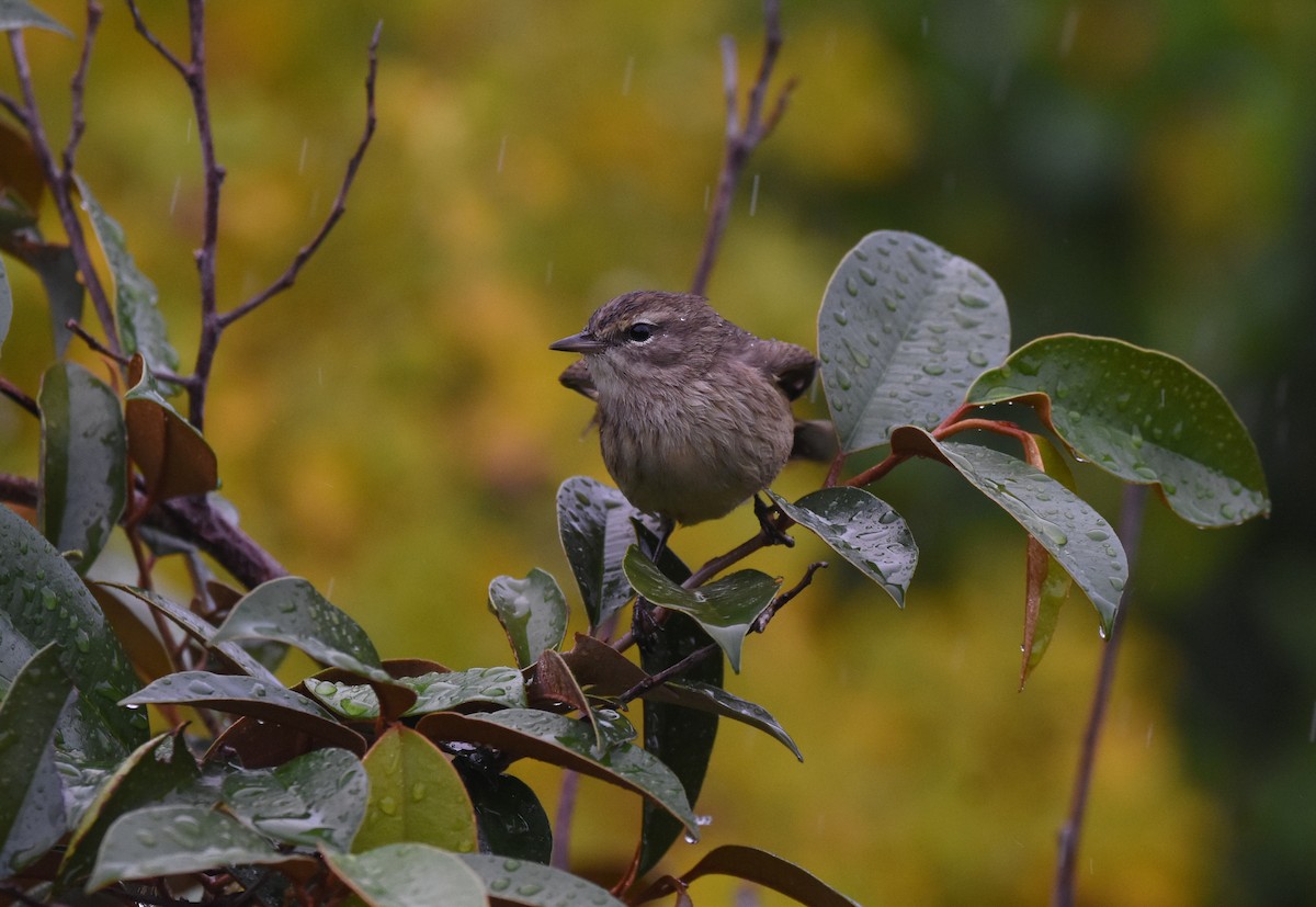 Palm Warbler - ML283078121