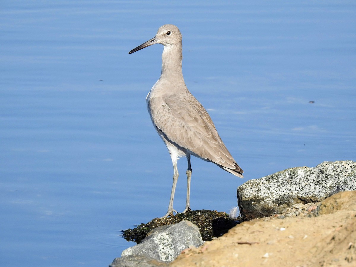 Willet - Raja Bhadury