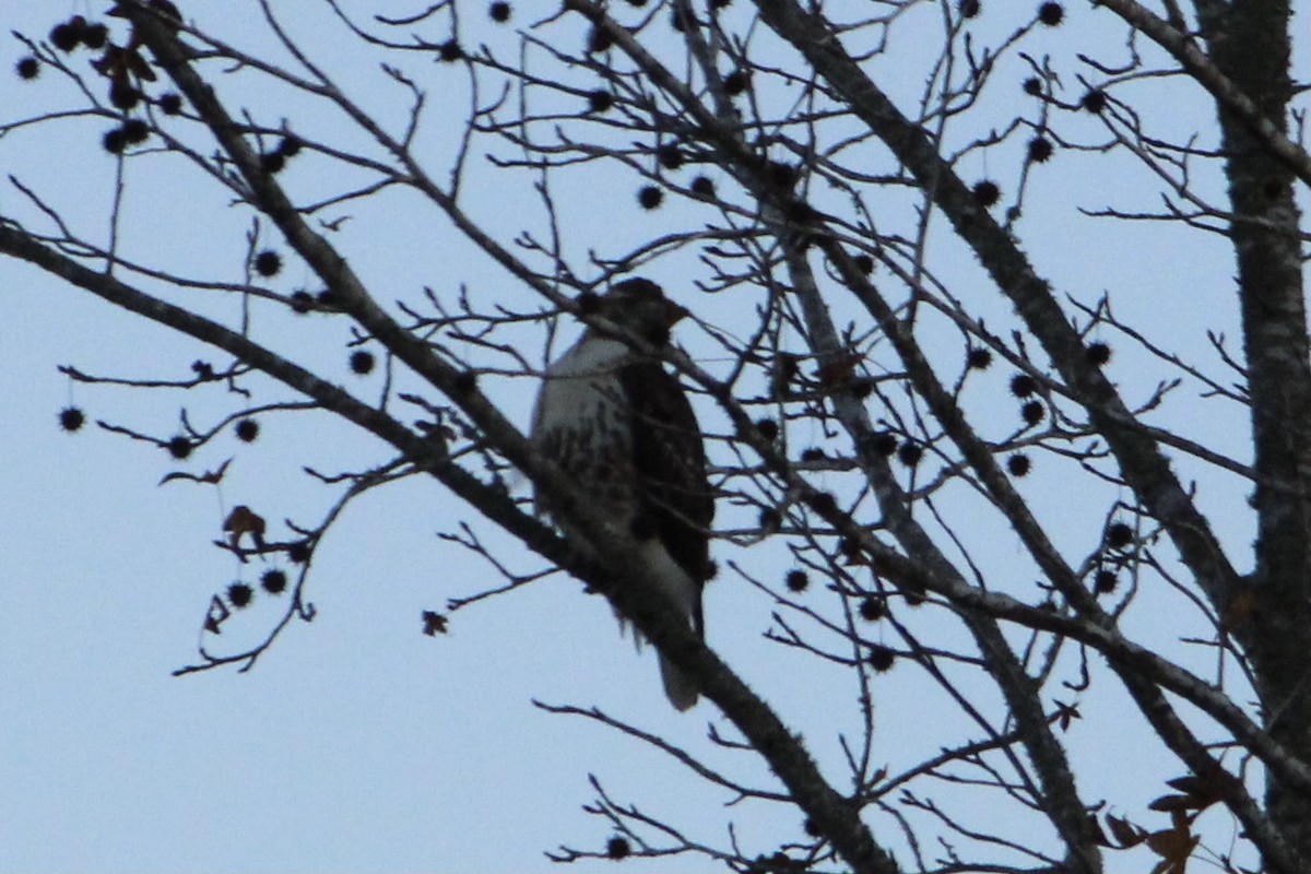 Red-tailed Hawk - Susan Wood