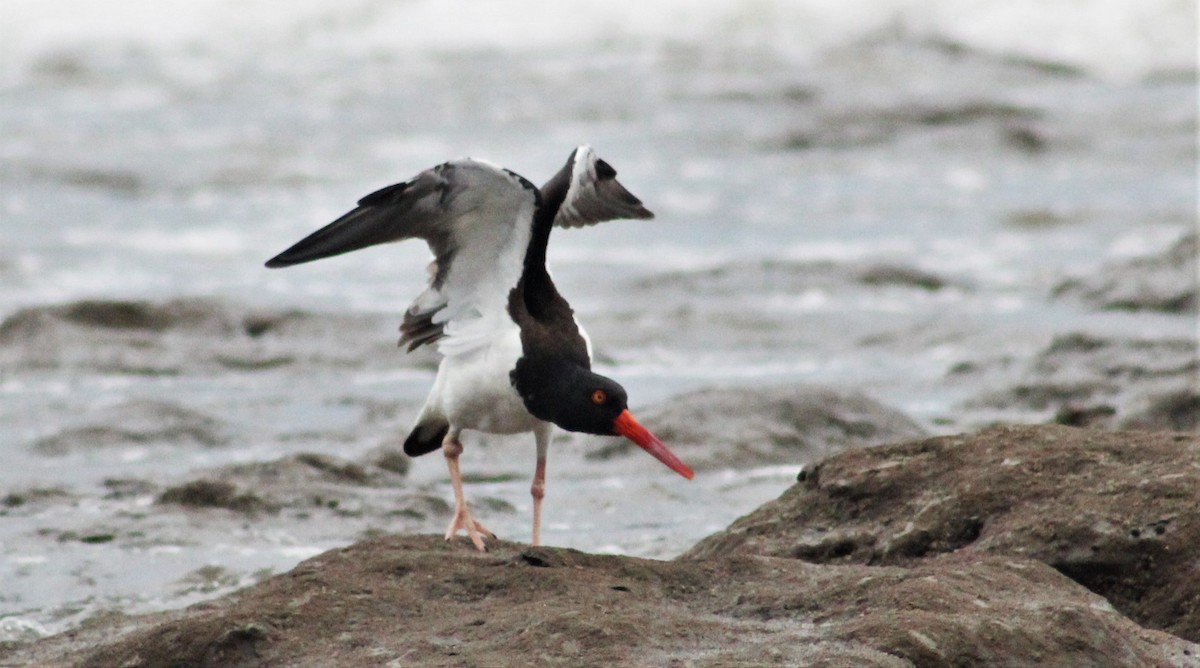 American Oystercatcher - ML283083231