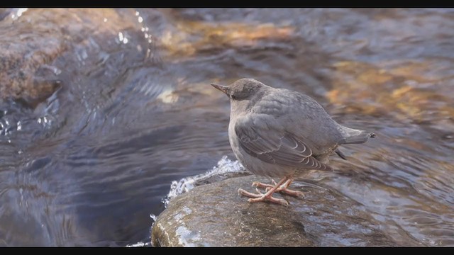 American Dipper - ML283083261