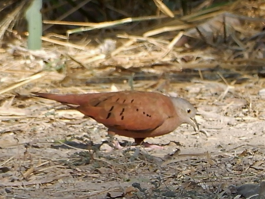 Ruddy Ground Dove - ML283083411