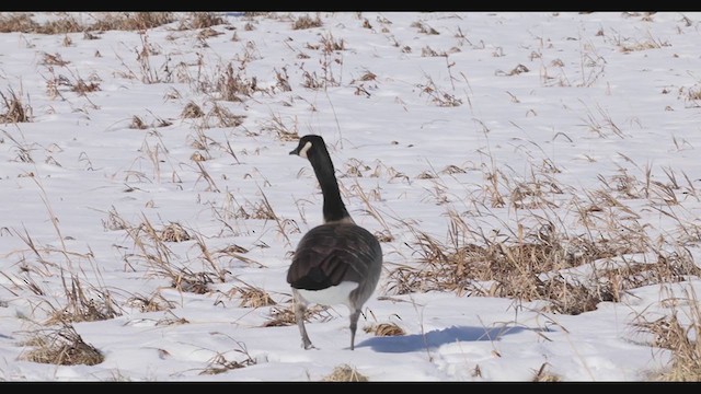 Cackling Goose (Richardson's) - ML283083661
