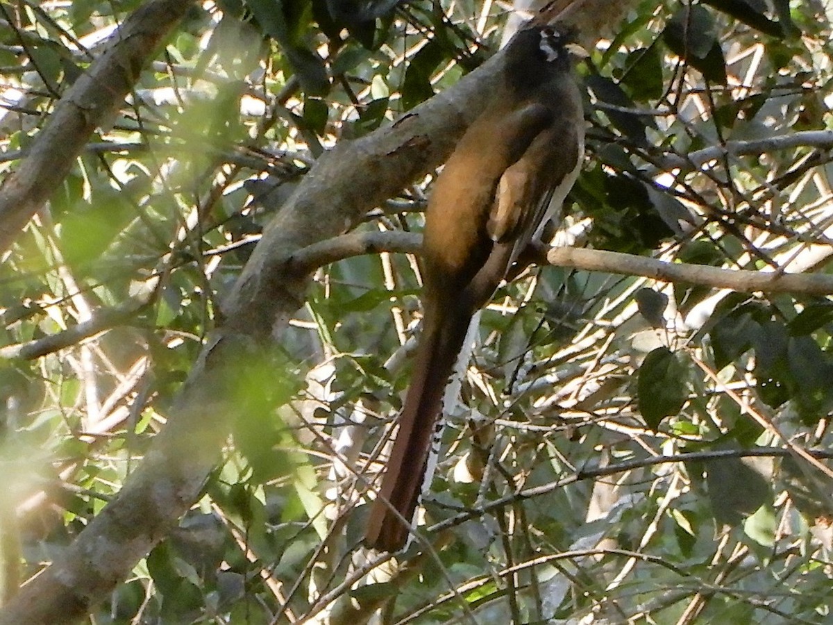 Trogon élégant - ML283083901