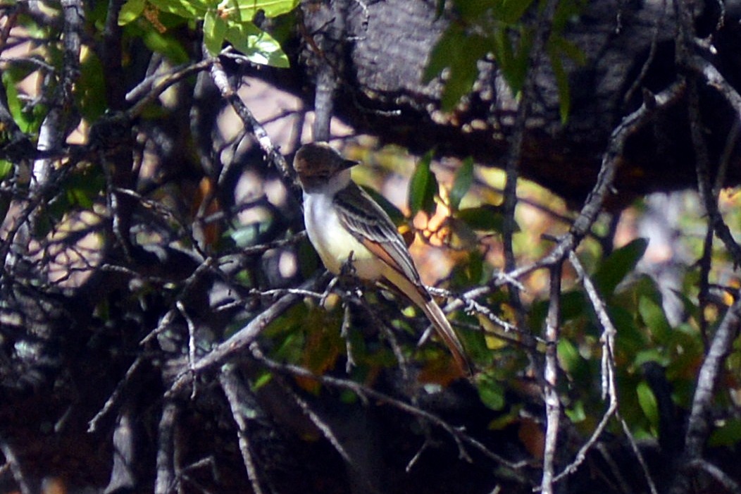 Ash-throated Flycatcher - ML28308511