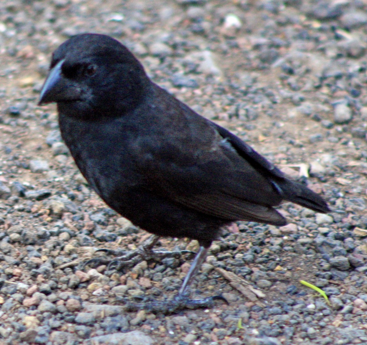 Large Ground-Finch - ML283089671