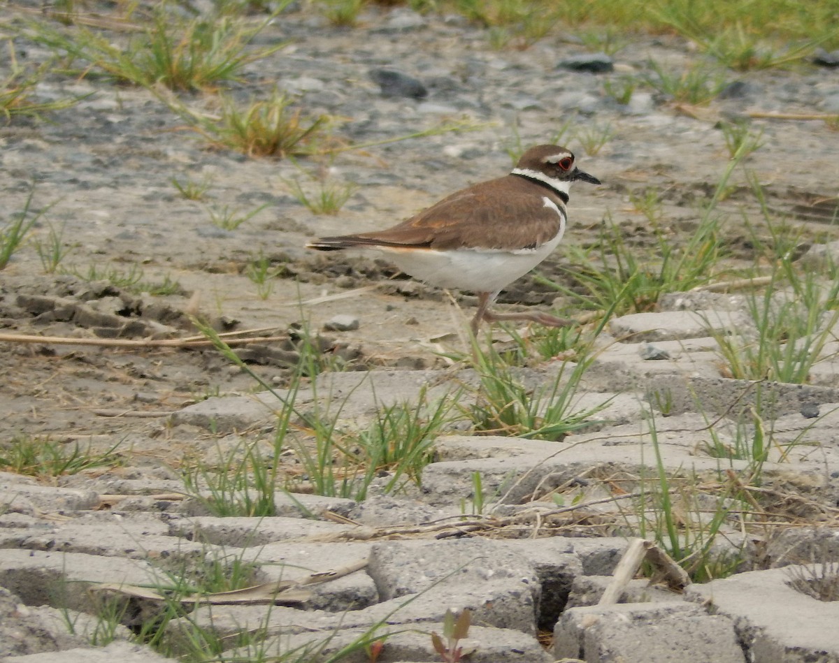 Killdeer - ML283090351