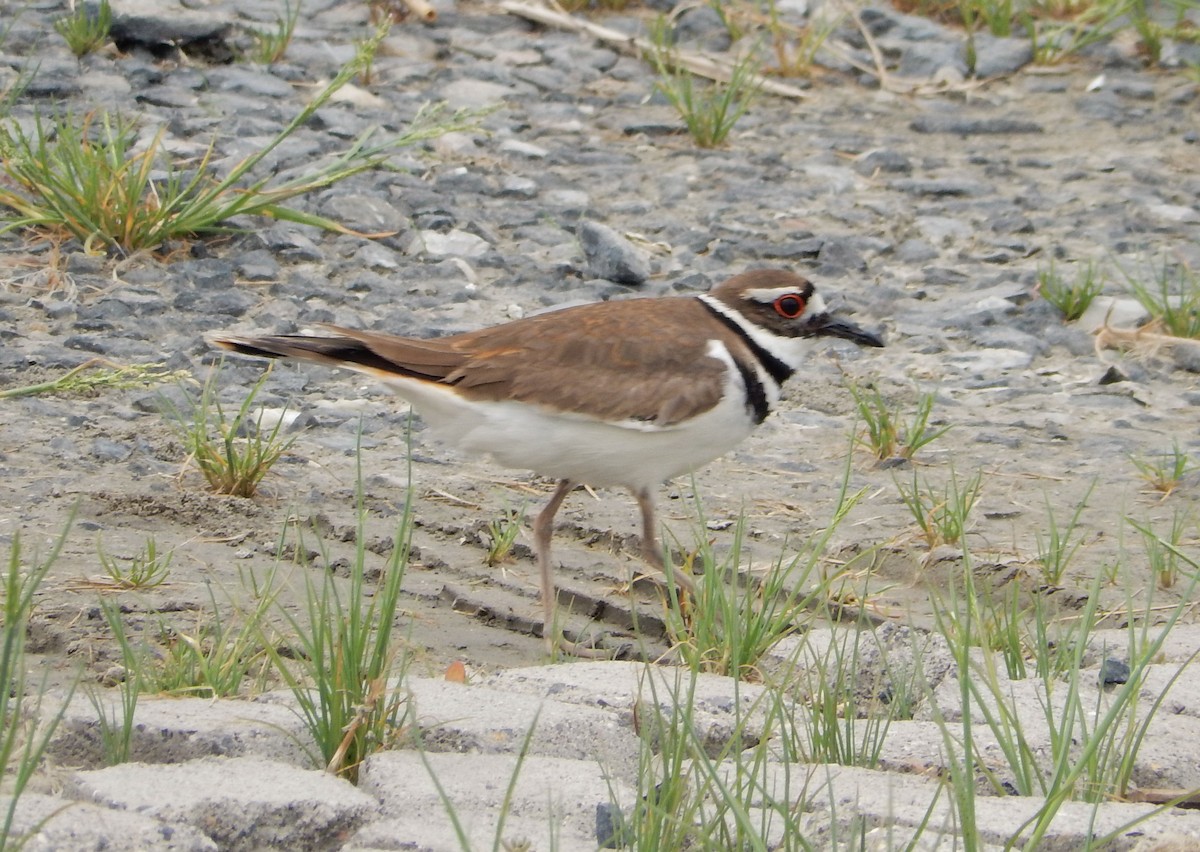 Killdeer - ML283090591