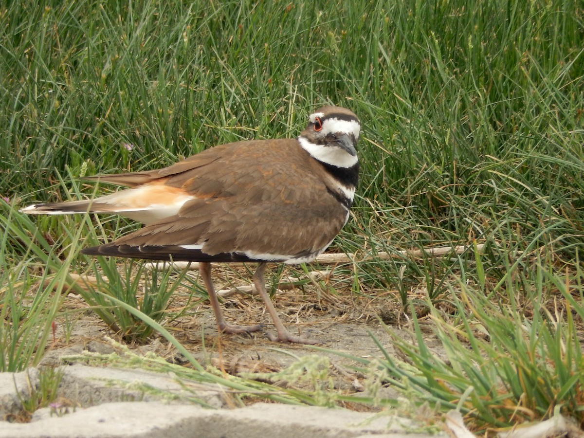 Killdeer - ML283090801