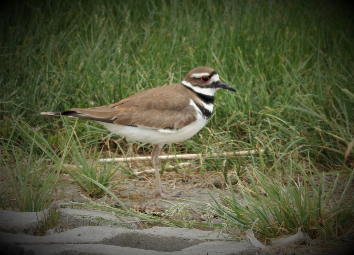 Killdeer - ML283090921