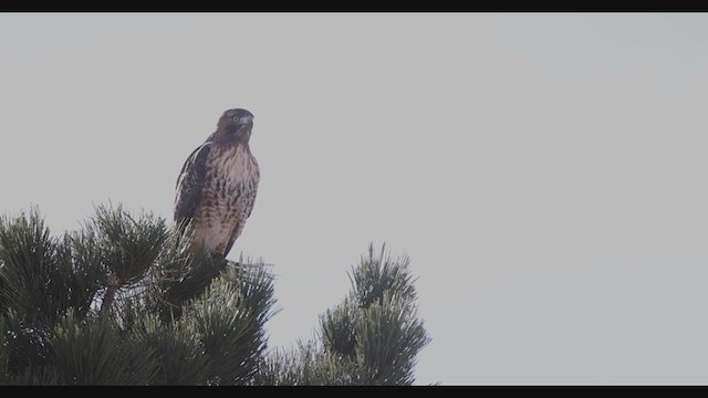 Red-tailed Hawk - ML283092691