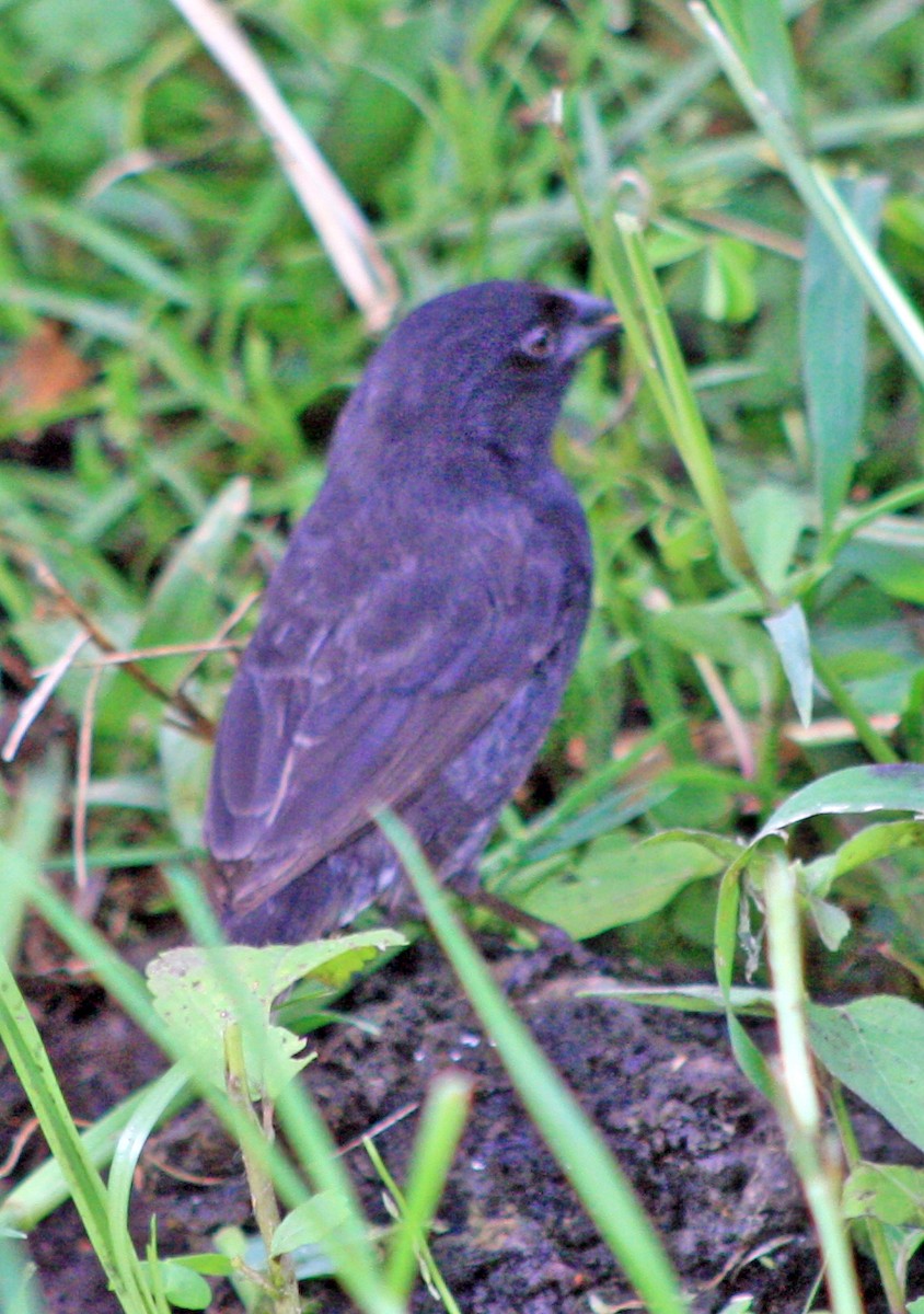 Small Ground-Finch - ML283092701