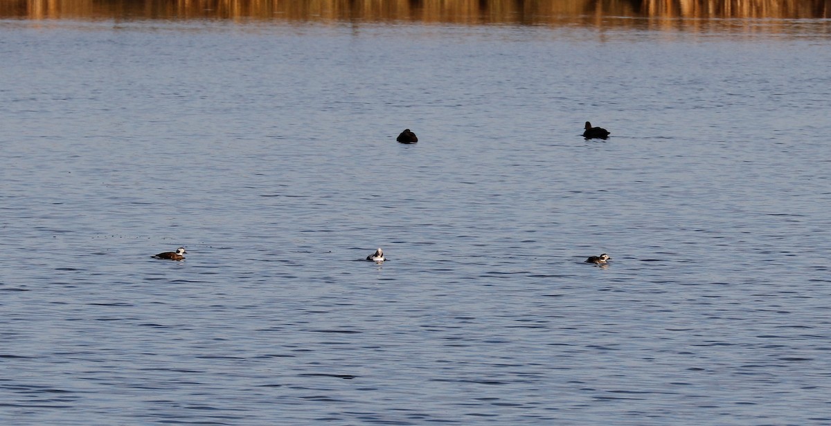 Long-tailed Duck - Donna Martin