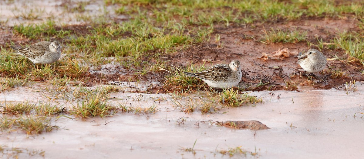 White-rumped Sandpiper - ML283093021