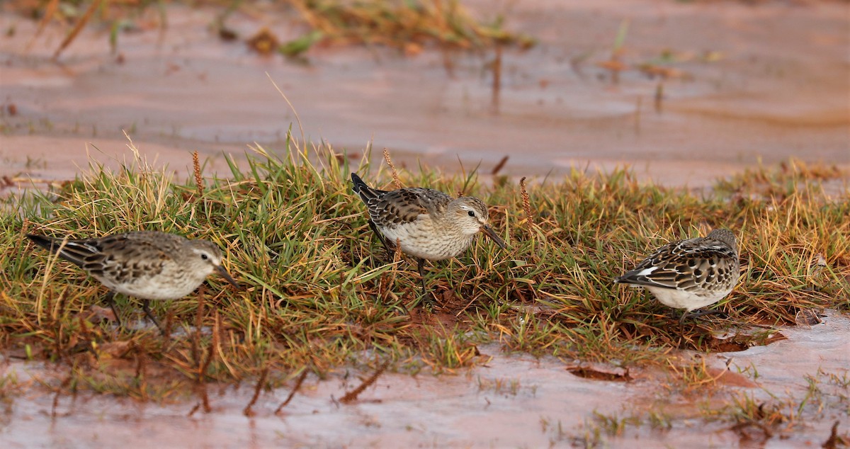 White-rumped Sandpiper - ML283093041