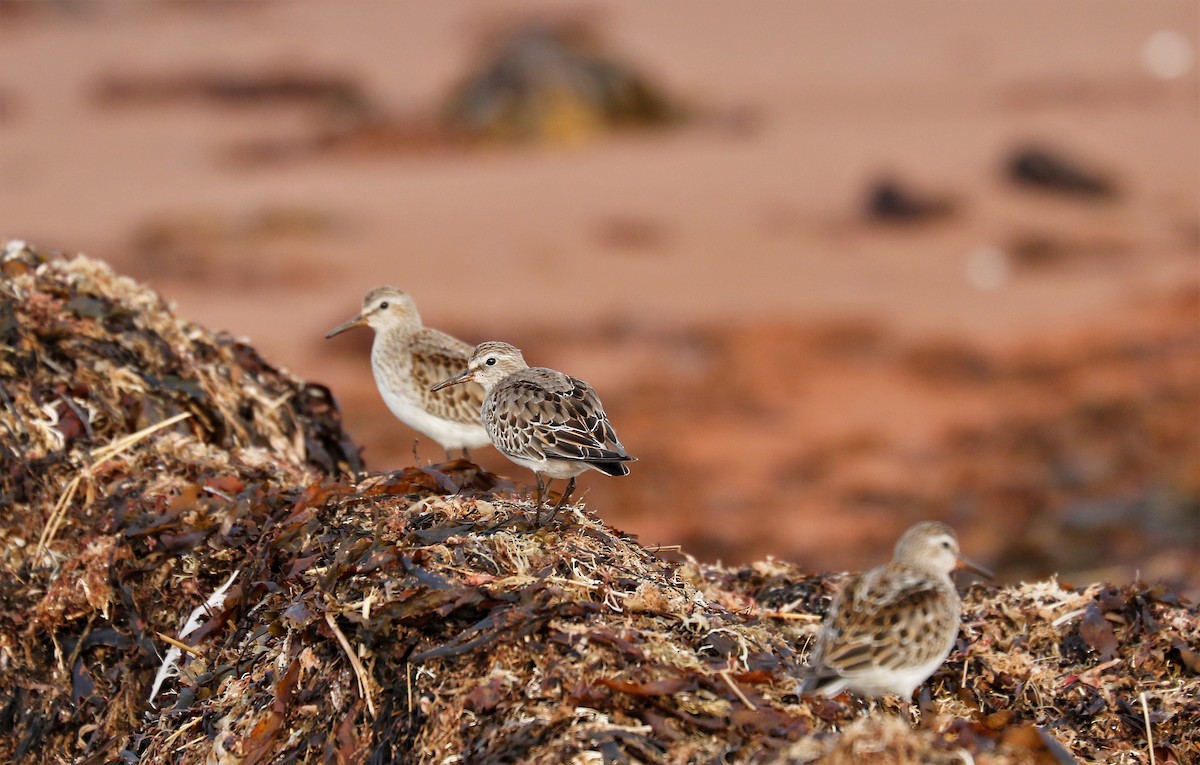 White-rumped Sandpiper - ML283093051