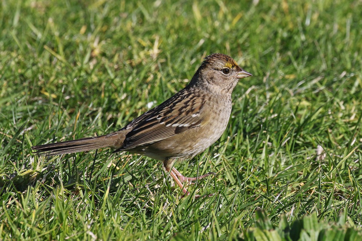 Bruant à couronne dorée - ML283094371