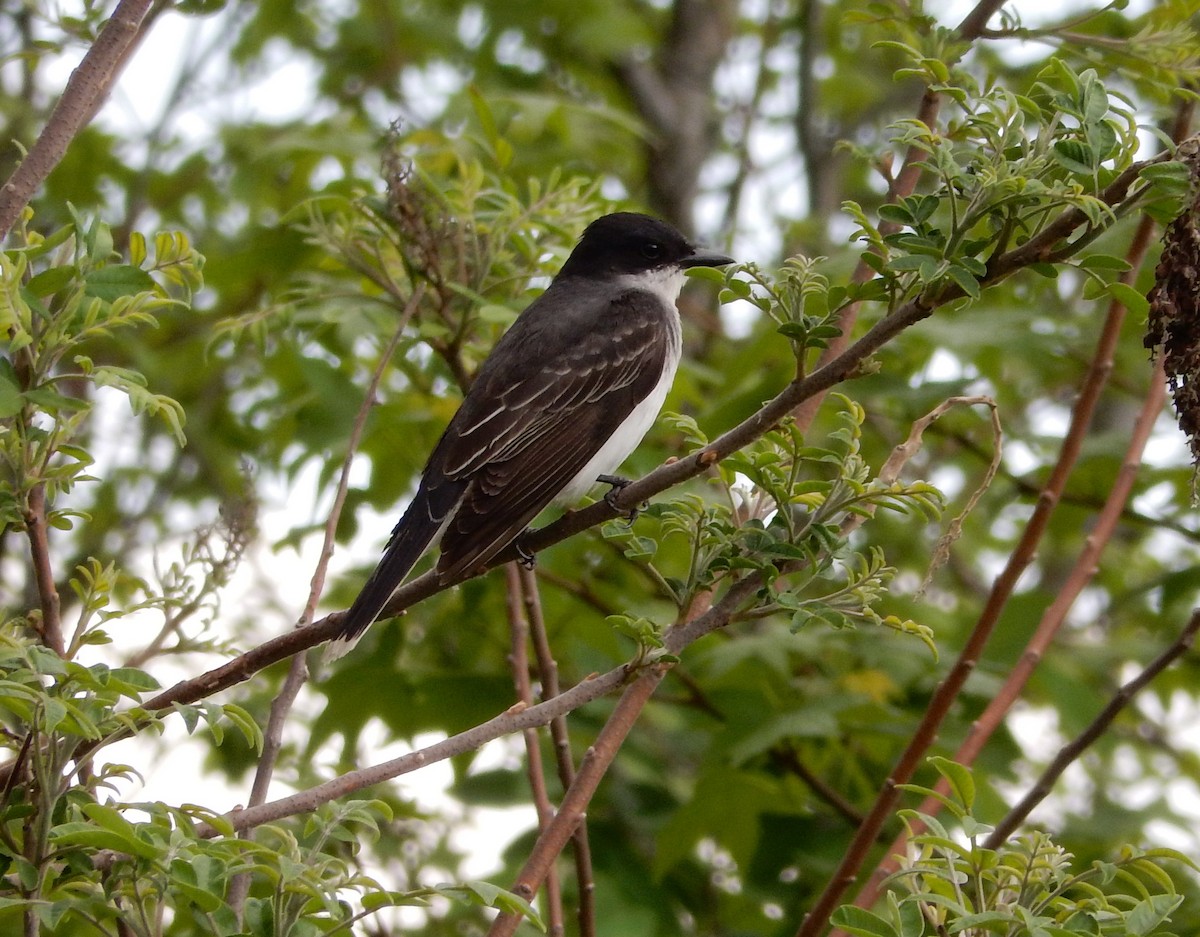 Eastern Kingbird - ML283095081