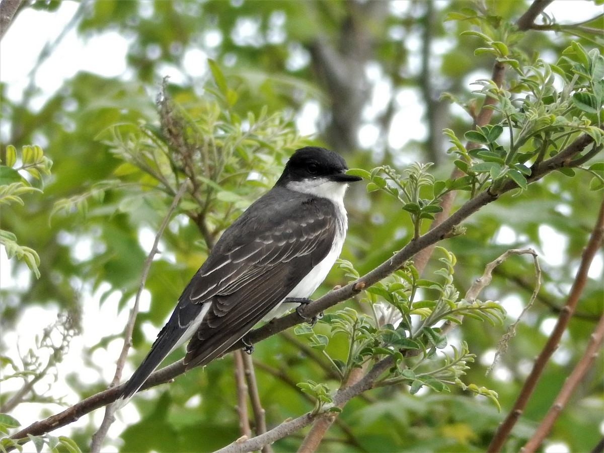 Eastern Kingbird - ML283095151